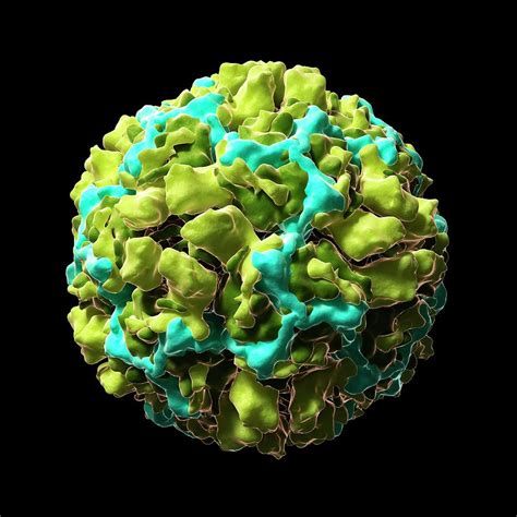 Human Rhinovirus 16 Photograph by Sciepro/science Photo Library - Pixels