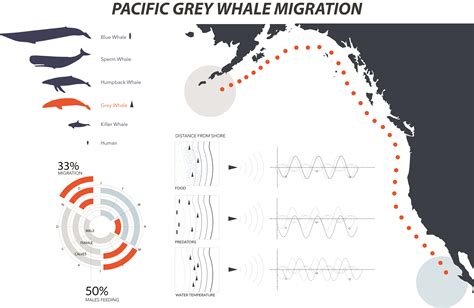 Blue Whale Migration Route Map