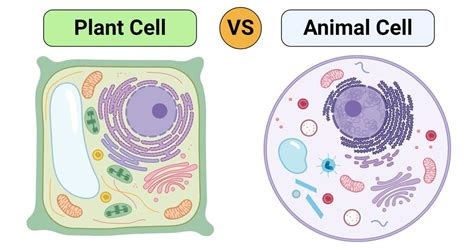 Plant Cell vs. Animal Cell (25 Major Differences)