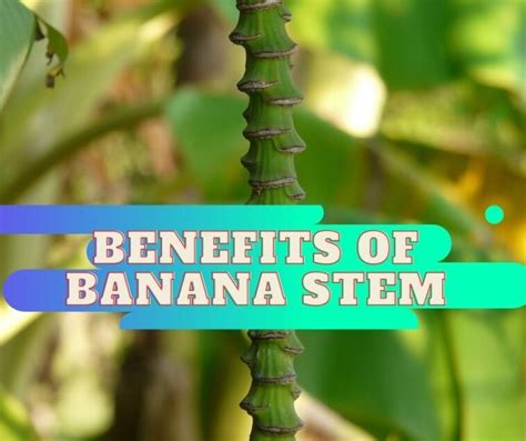 Benefits of banana stem