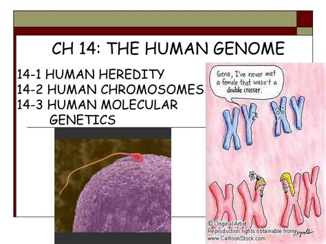 PPT - 14-1 HUMAN HEREDITY 14-2 HUMAN CHROMOSOMES 14-3 HUMAN MOLECULAR GENETICS PowerPoint ...