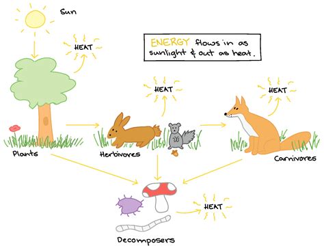 Energy Flow In An Ecosystem Worksheet