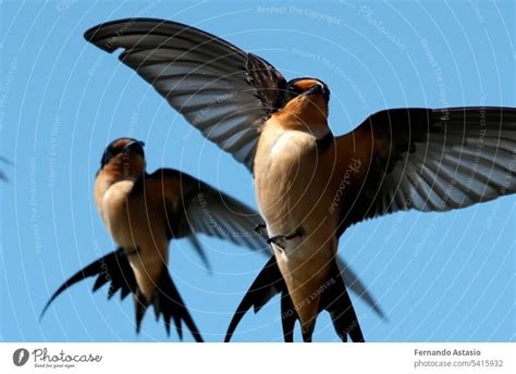 Swallow. Set of swallows. Portrait of a flying swallow in front of a ...