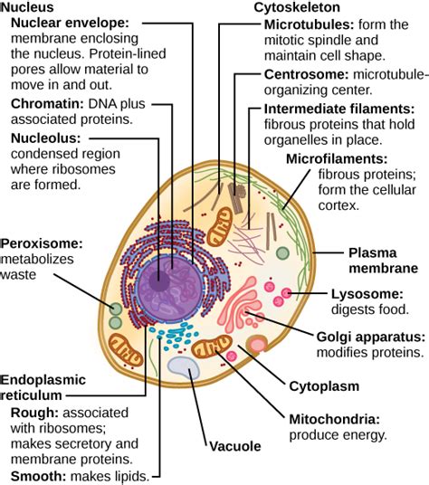 Organelles In Eukaryotic Cells Answer Key - img-clam