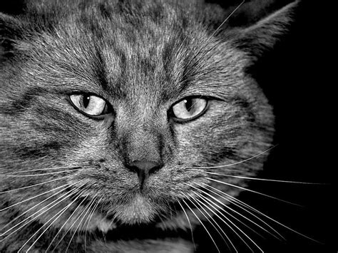 HD serious_cat wallpapers | Peakpx