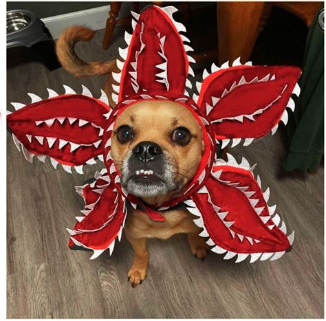 Verceco Halloween Costumes for Dogs Cute Halloween Pet Costume Outfits for Large Dog Costume for ...