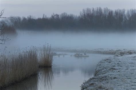 Free picture: duck, duckling, water, landscape, winter, forest, fog, lake