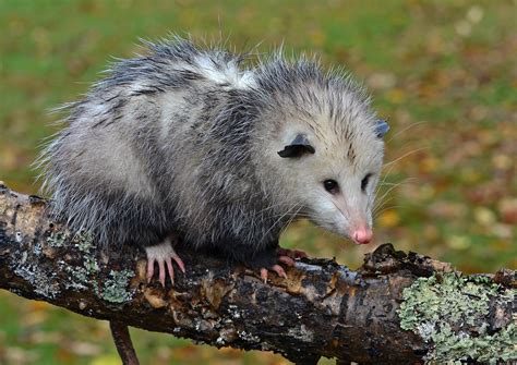 Virginia Opossum: frequent questions