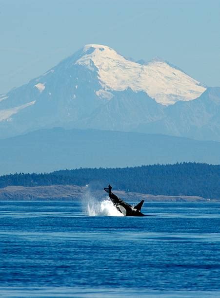 30+ Orcas San Juan Island Washington Stock Photos, Pictures & Royalty-Free Images - iStock