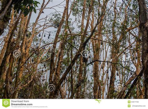 Flying fox habitat stock image. Image of foxes, tree - 54571155