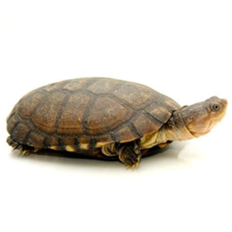 African Side-Neck Turtle from ReptMart.com