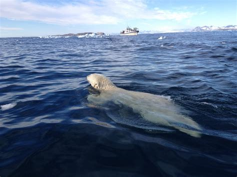 Amazing East Greenland – 5 day tour – Northernexplorer.is