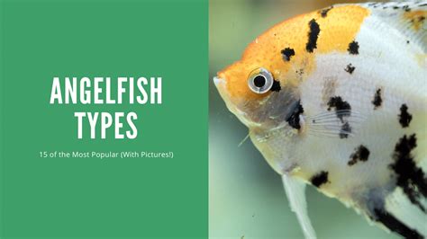 Angelfish Types - 15 Best (With Pictures) - AquariumStoreDepot