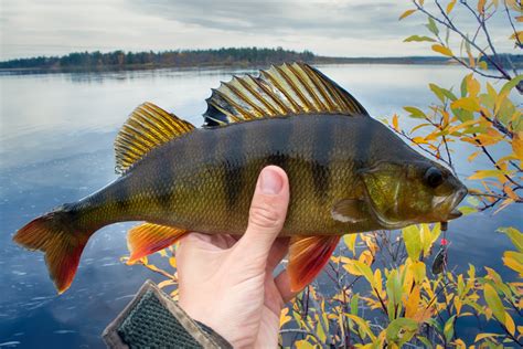 Tips for Lake Perch Fishing