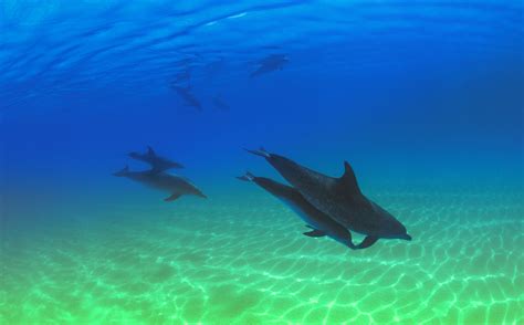 How to Make a Dolphin Habitat in a Shoe Box for School | Sciencing