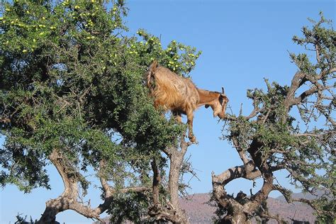 Goats climb the branches of argan trees in Morocco to eat their leaves ...