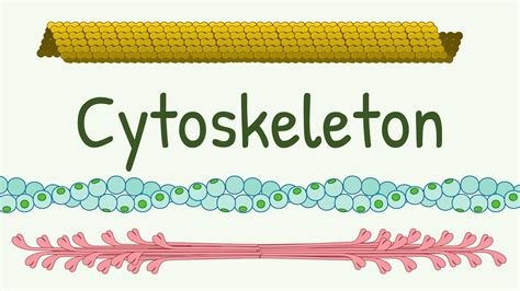 Cell Cytoskeleton Structure & Functions