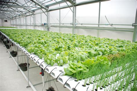 Farming/AI in Hydroponics: The Future Of Smart Farming