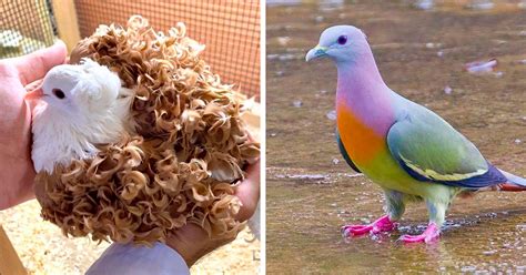 34 Of The World’s Most Beautiful Types Of Pigeons | Bored Panda