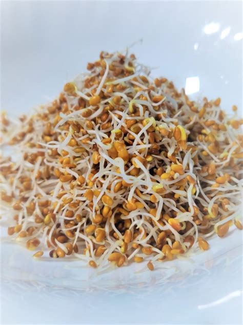 Alfalfa Sprouts – Nayagreen