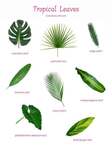 types of green leaves for floral arrangements | Tropical flower arrangements, Tropical floral ...