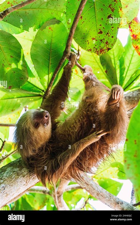 Sloth hanging from tree branches Stock Photo - Alamy