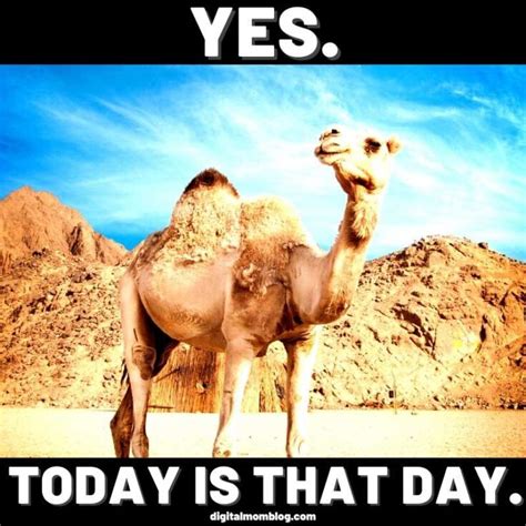 30 Hump Day Memes To Help You Laugh Thru Wednesday