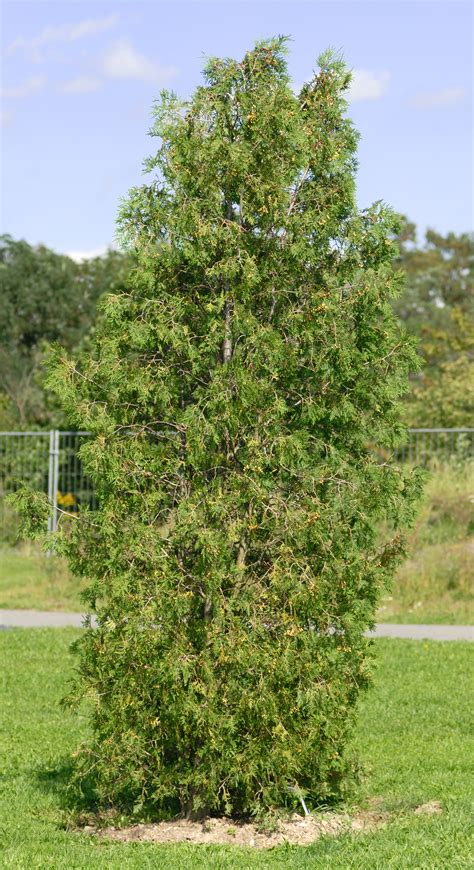 File:Thuja occidentalis - tree (aka).jpg - Wikimedia Commons