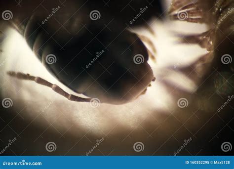 The Centipede - Vegetable-eating Millipedes Stock Image - Image of polypody, color: 160352295