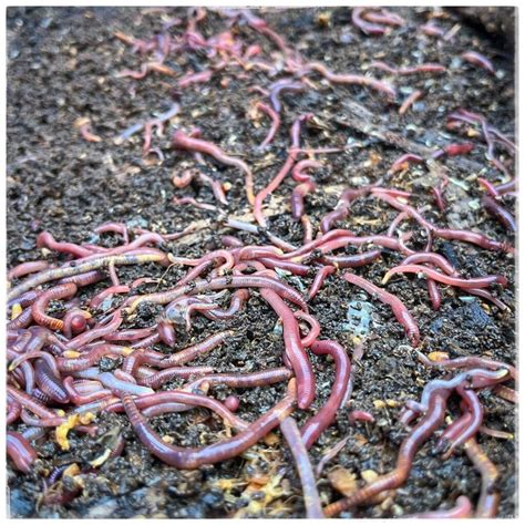 Worm Farm: A Handy Guide for an Efficient Initiative - Learn About Nature