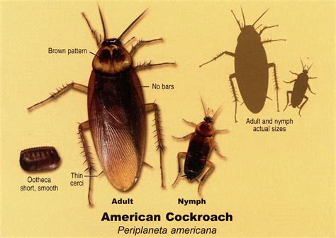 Palmetto Bug Vs Cockroach | www.pixshark.com - Images Galleries With A Bite!