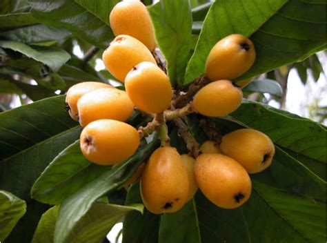 Loquat Japanese Plum Tree - Tere Fruit