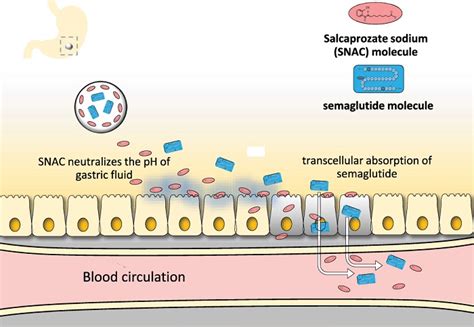 Semaglutide Mechanism Of Action