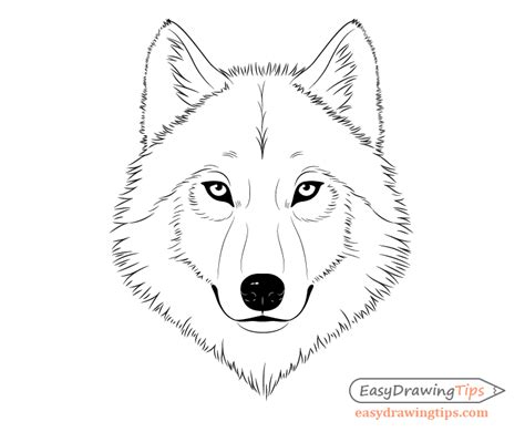 Wolf Face Drawing Line Drawing Wolf Drawings Drawing Ideas Wolf | The Best Porn Website