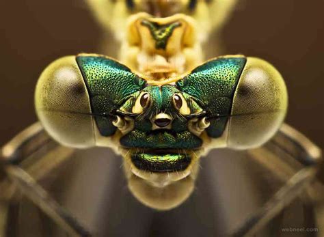 Best Macro Photography 19