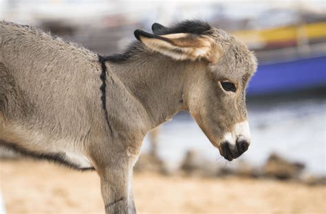 The Adorable Life of Baby Donkeys - 7 Fascinating Facts - Animal Corner