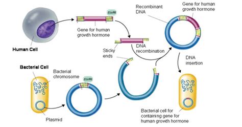 Gene Cloning- Principle, and Technique - Exam A2Z