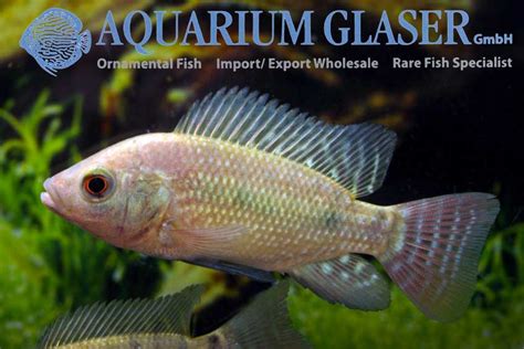 Oreochromis niloticus - Aquarium Glaser GmbH