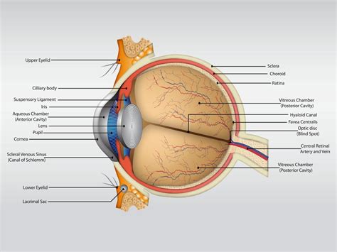 Eye Anatomy Vector