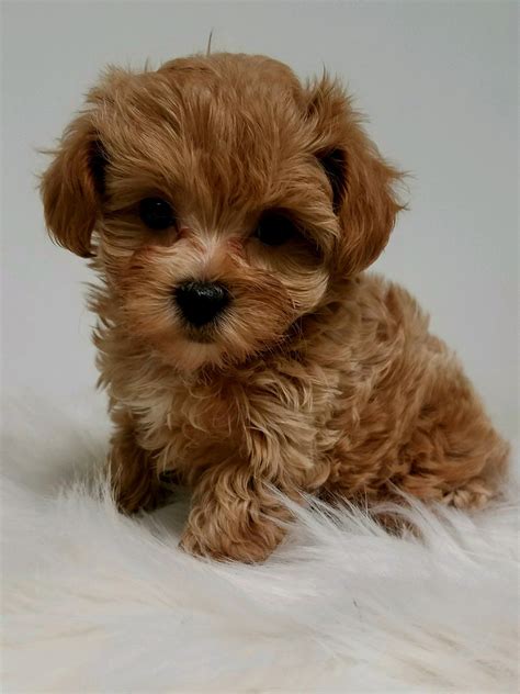 Yorkie Poo Red - Pets Lovers