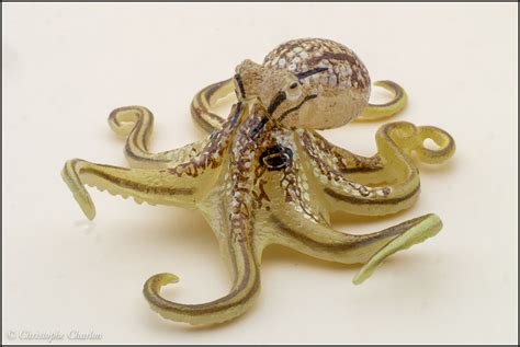 Ocellated octopus - Toy Animal Wiki