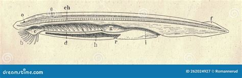 Million-Year Earth Evolution - A Futuristic Depiction Of Our Planet's Transformation, Made With ...