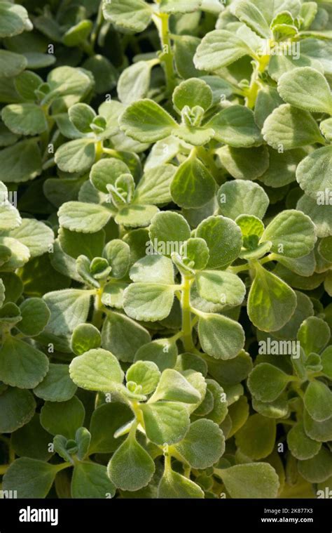 Coleus Amboinicus Leaves Stock Photo - Alamy