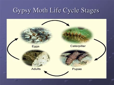 PPT - Gypsy Moths PowerPoint Presentation, free download - ID:1211252