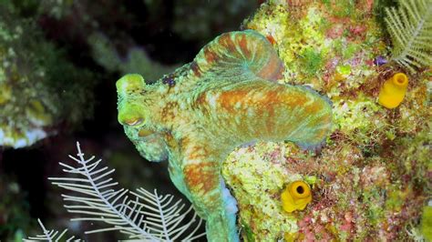 Caribbean Reef Octopus camouflage - YouTube