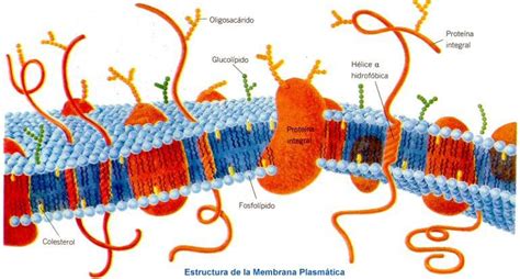 Funciones de los lípidos: Funcion estructural