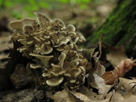 Hunting and cooking hen of the woods mushrooms also known as maitake, or Grifola frondosa