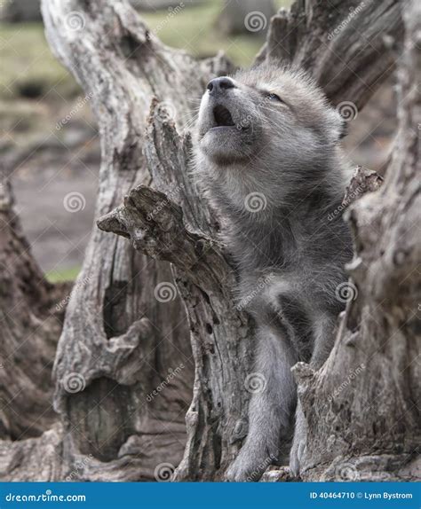 Howling wolf pup stock photo. Image of canine, animal - 40464710