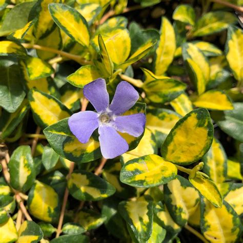 Photo #74135 | Vinca minor 'Illumination' PP12,132 | plant lust