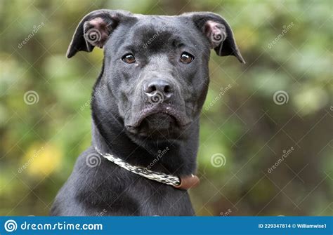 Boxer Pitbull Mixed Breed Puppy Laying Down Stock Photography ...